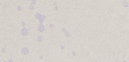 giấy dán tường TH34937 Hoa văn cổ điển xám nhạt